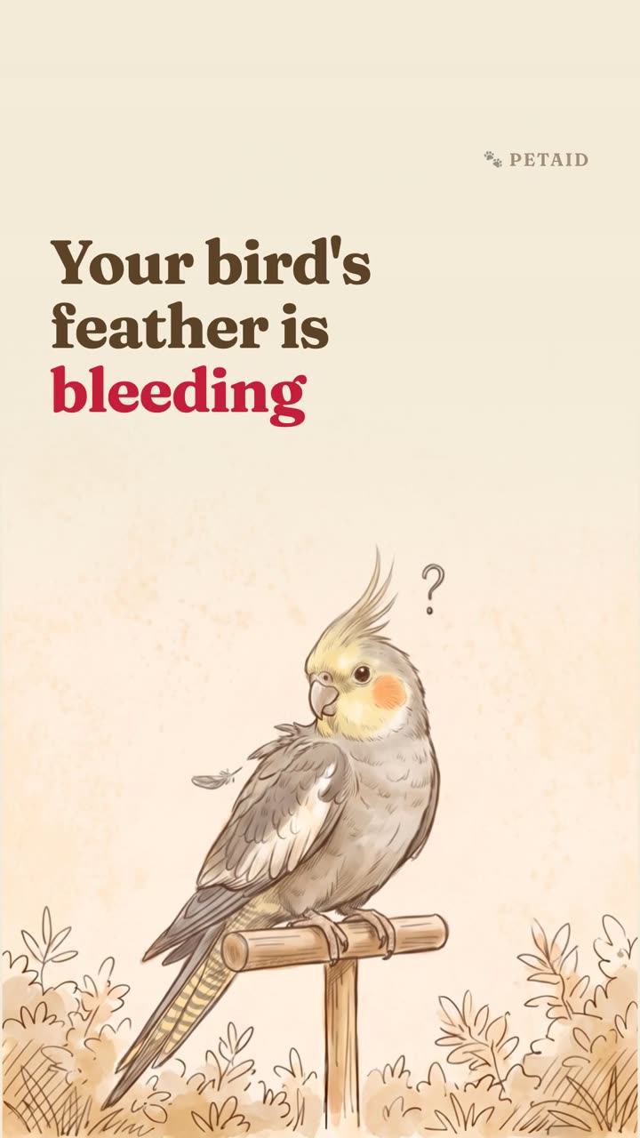 Your bird's feather is bleeding: what to do