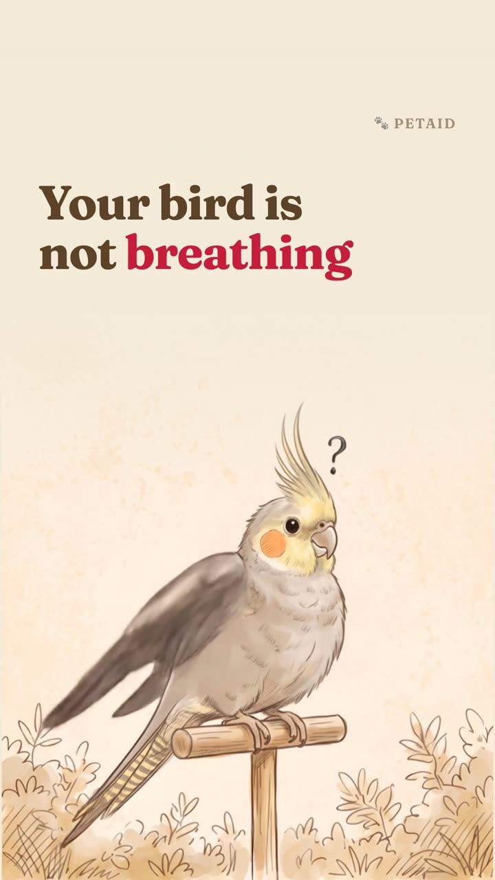 What to do if your bird is not breathing