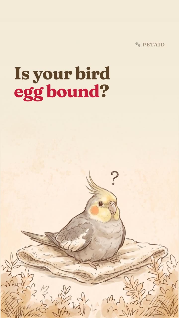 Is your bird egg bound?
