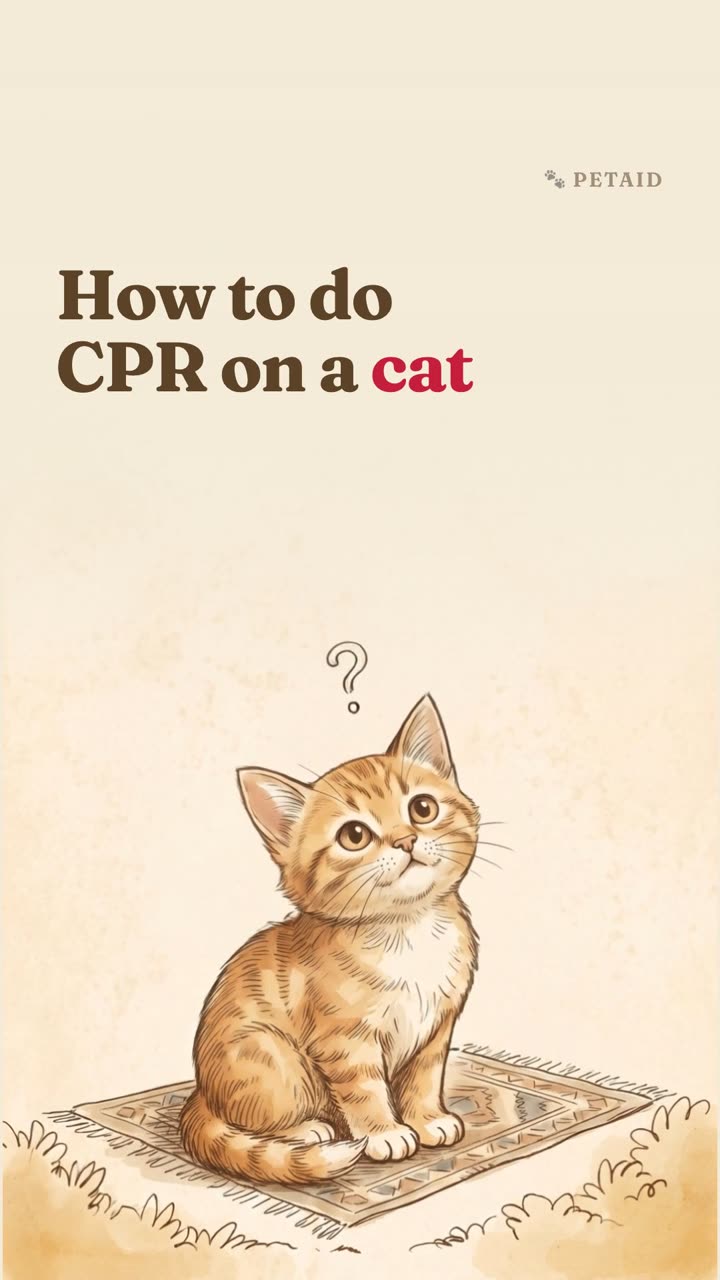 How to do CPR on a cat