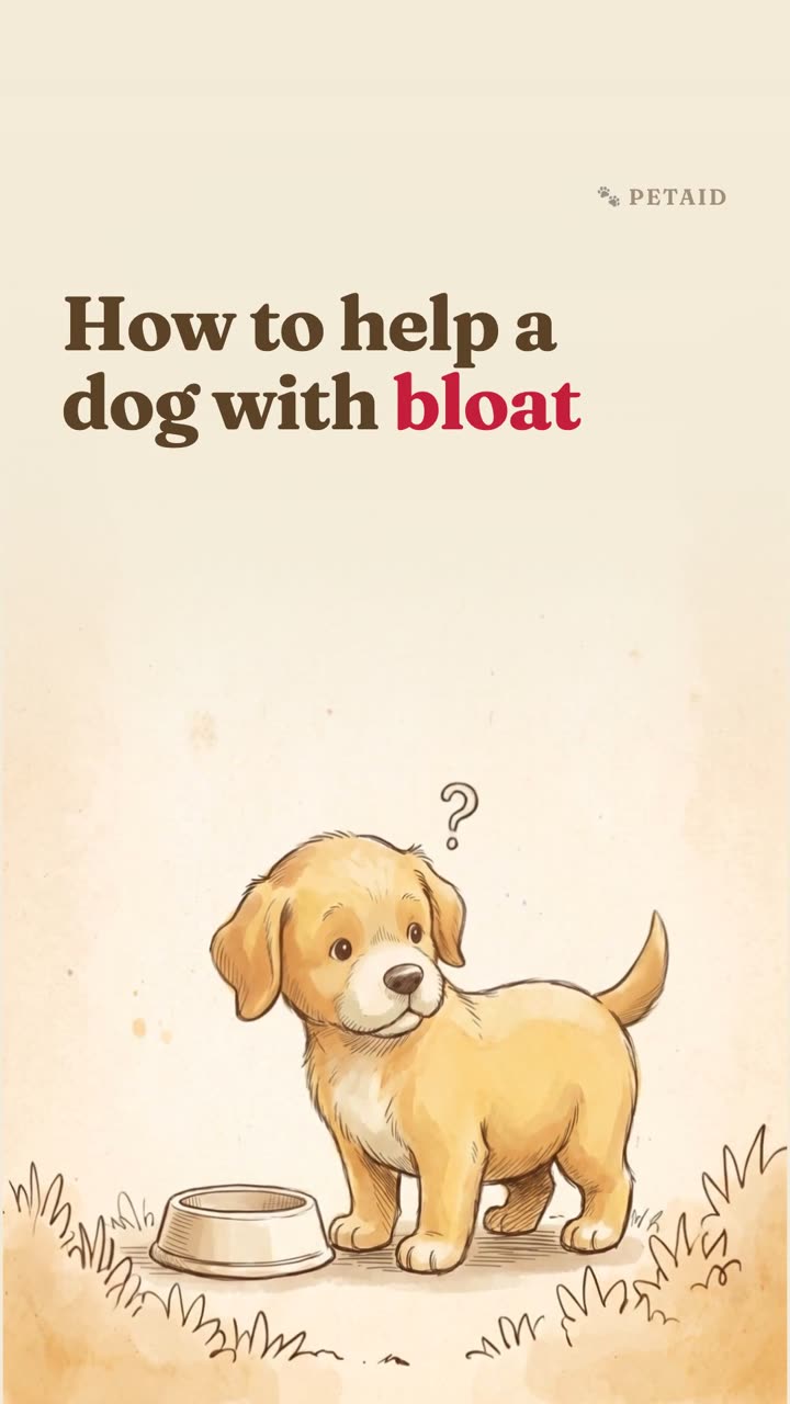 How to help a dog with bloat