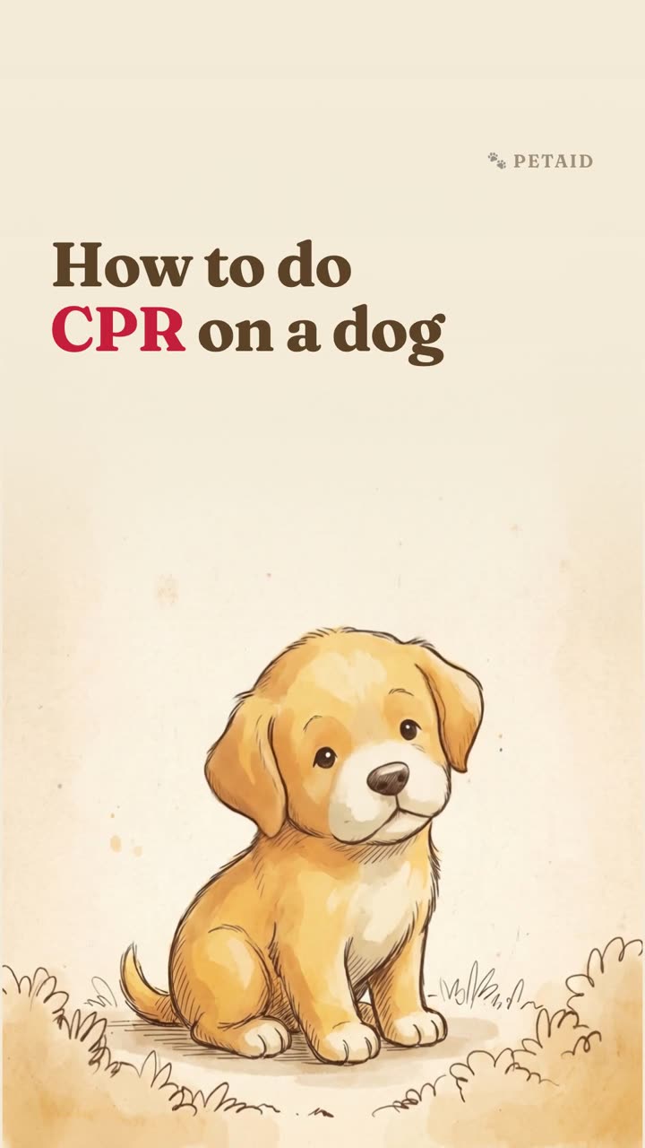 How to do CPR on a dog