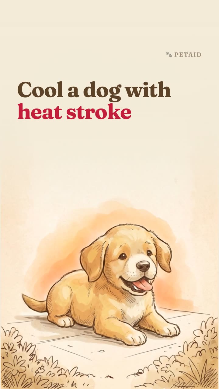 How to cool a dog with heat stroke