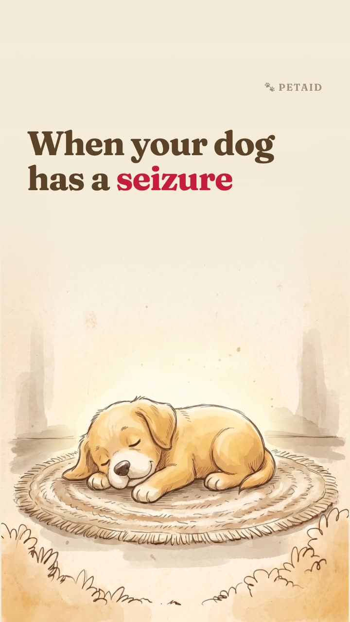 What to do when your dog has a seizure