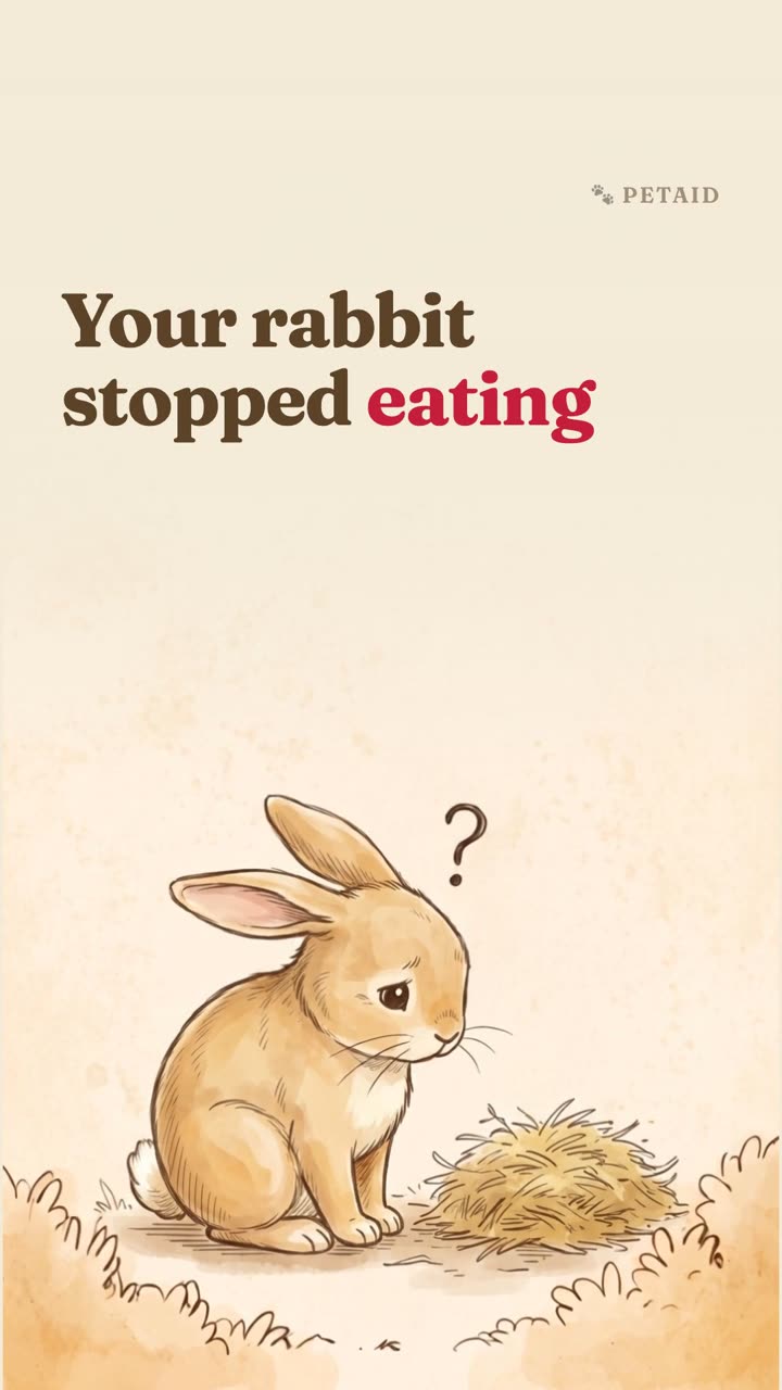 Your rabbit stopped eating: what to do