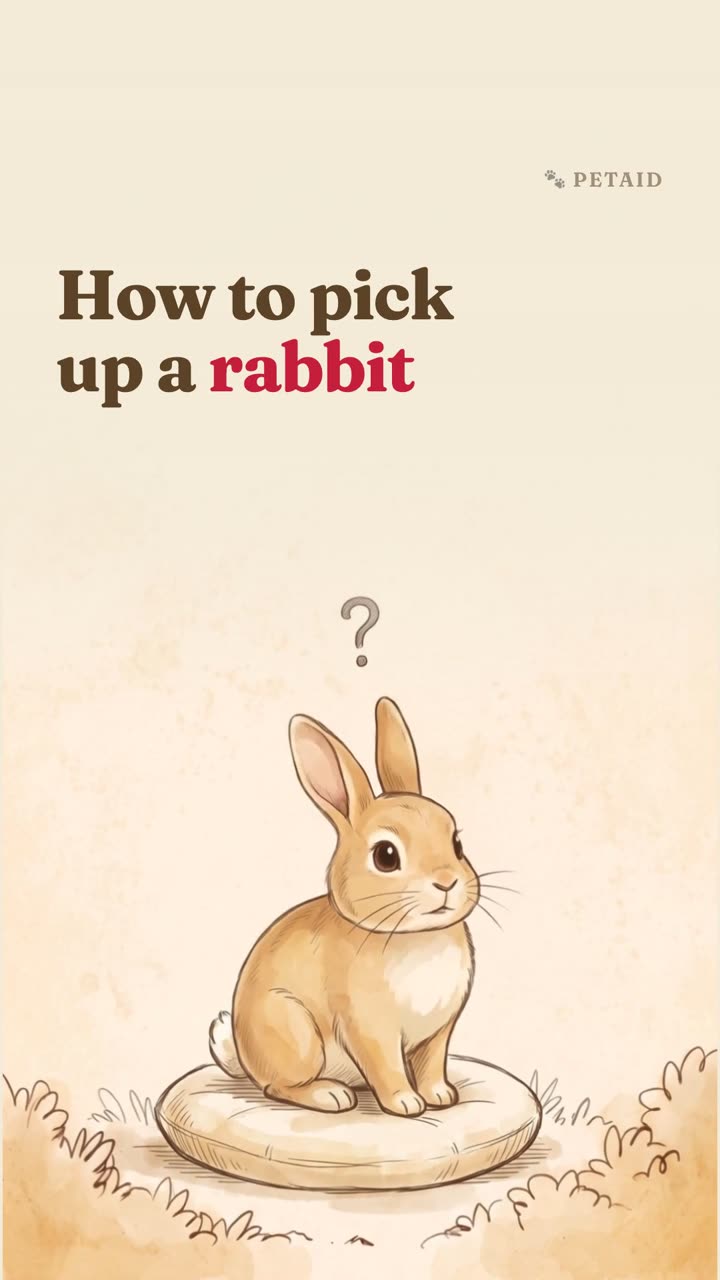 How to pick up a rabbit